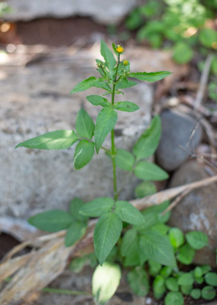 foraging for wild food on Maui Bidens Pilosa