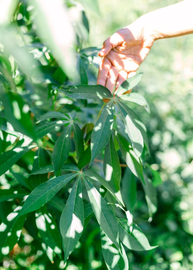 Casava plant on Maui