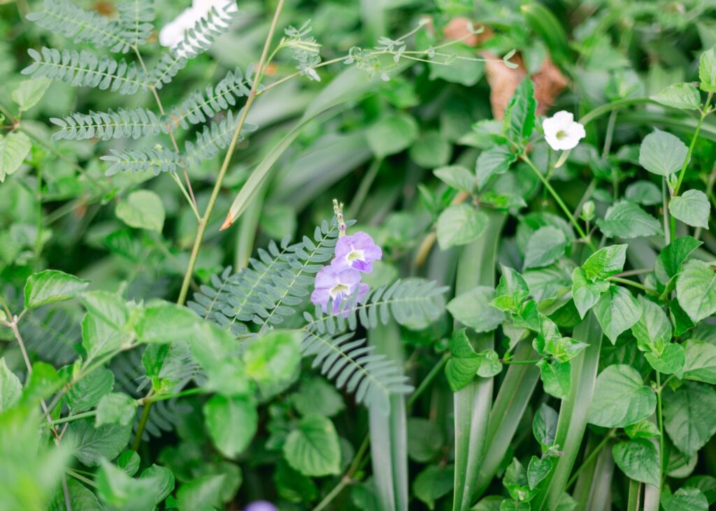 Edible weeds on Maui with Sunny Savage