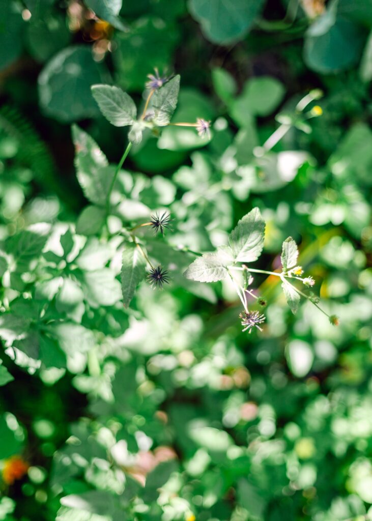 Bidens Pilosa on Maui foraging 