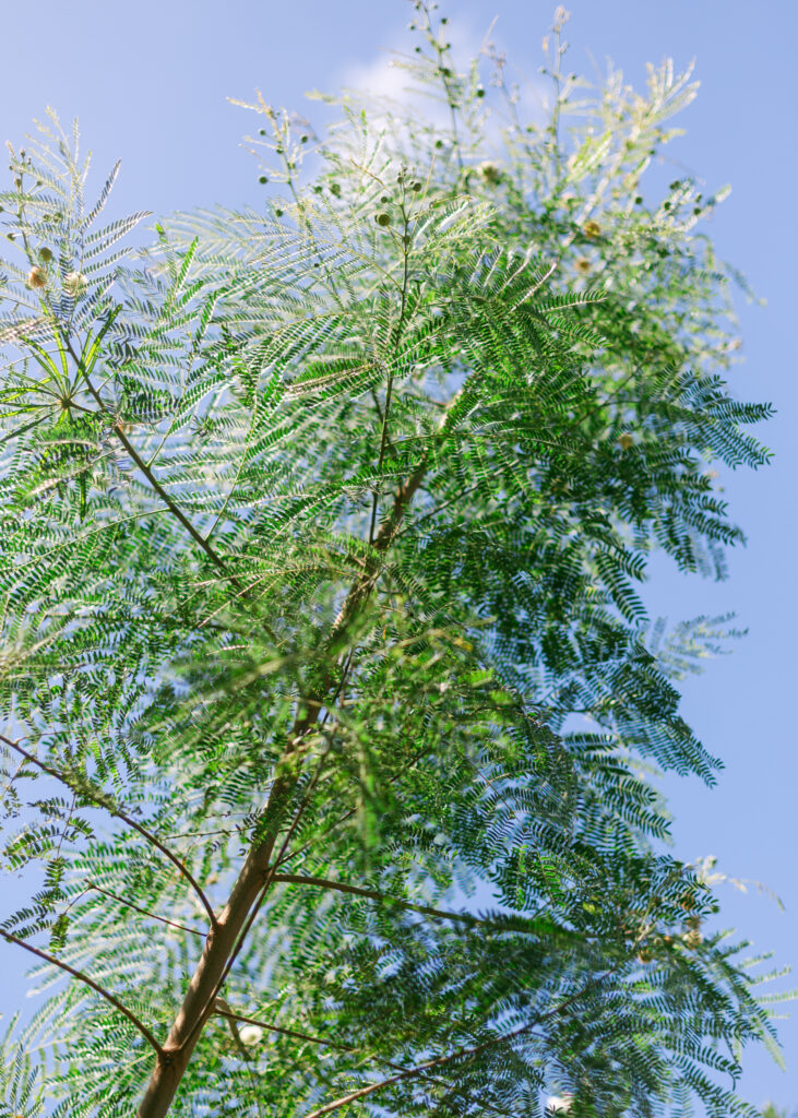 Haole Koa invasive plant on Hawaii