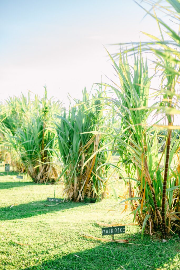 leiohu cosmetics sugar cane growing