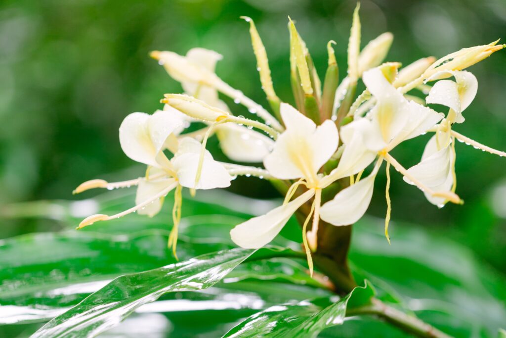 tropical white awapuhi ginger used for hair cosmetics