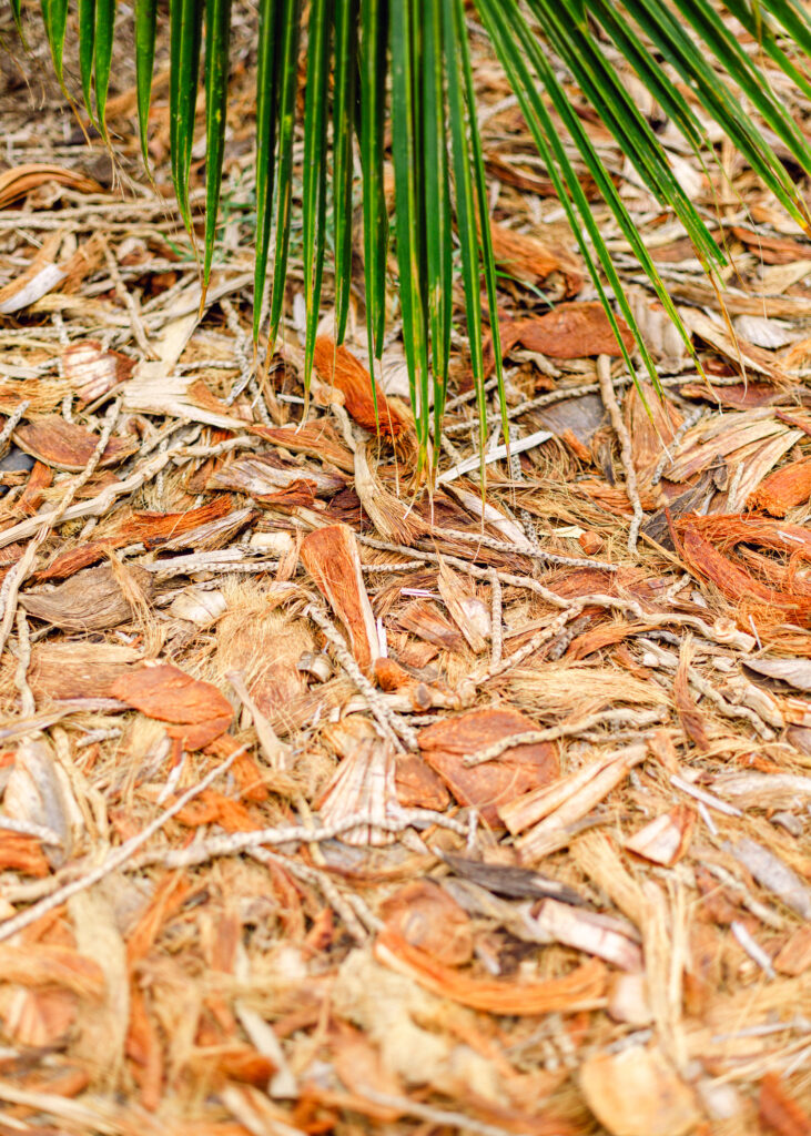 coconut mulch at Punakea Farm on Maui