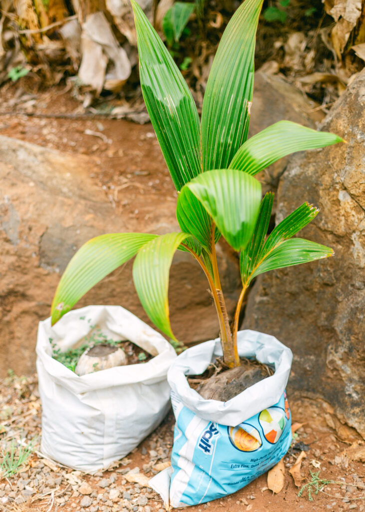 A young sprouted coconut tree at Punakea Farm on Maui