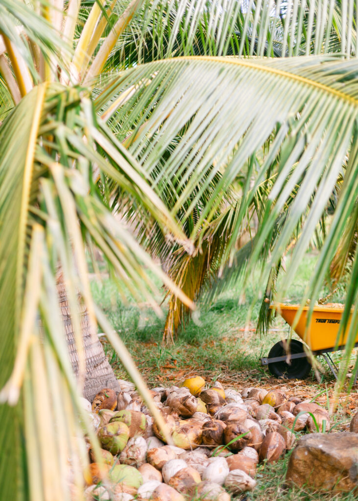 Punakea Farm Tour and Tasting on Maui