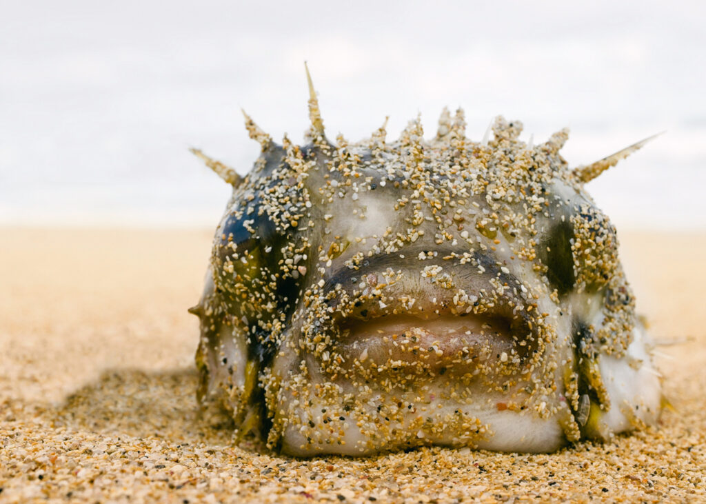 blowfish extract in Japanese cosmetics