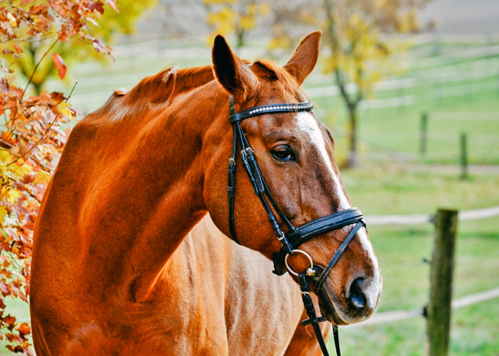 horse oil animal derived in Japanese beauty products