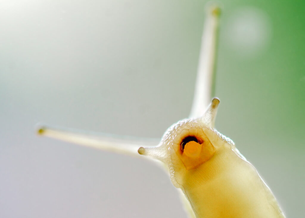 snail mucin for beauty animal derived beauty products in japan