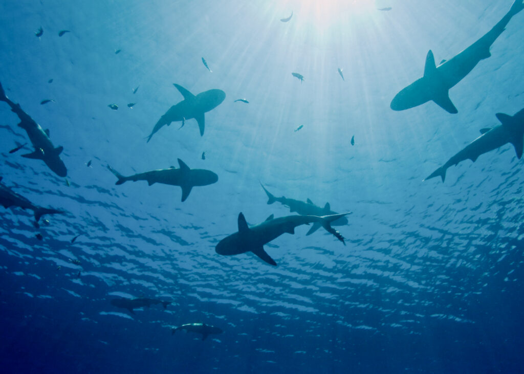 shark liver oil squalene in beauty products