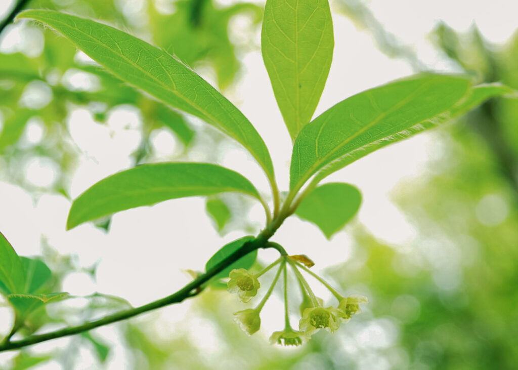 Japanese Kuromoji essential oil