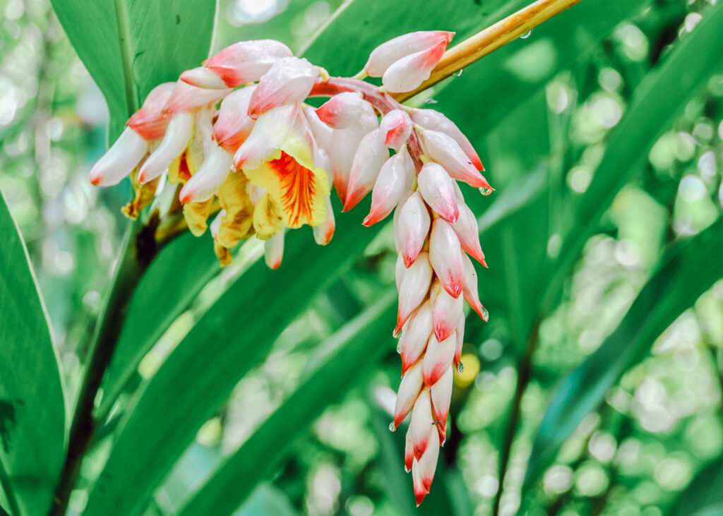 shell ginger Japanese gettou essential oil