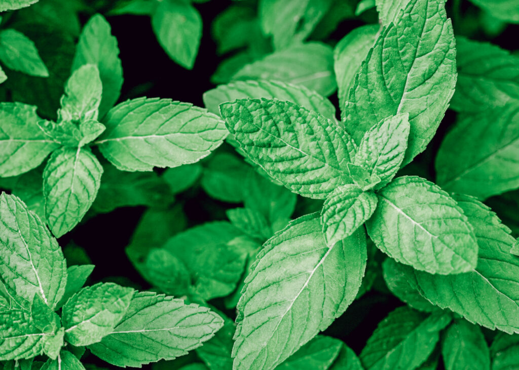 Japanese mint essential oil