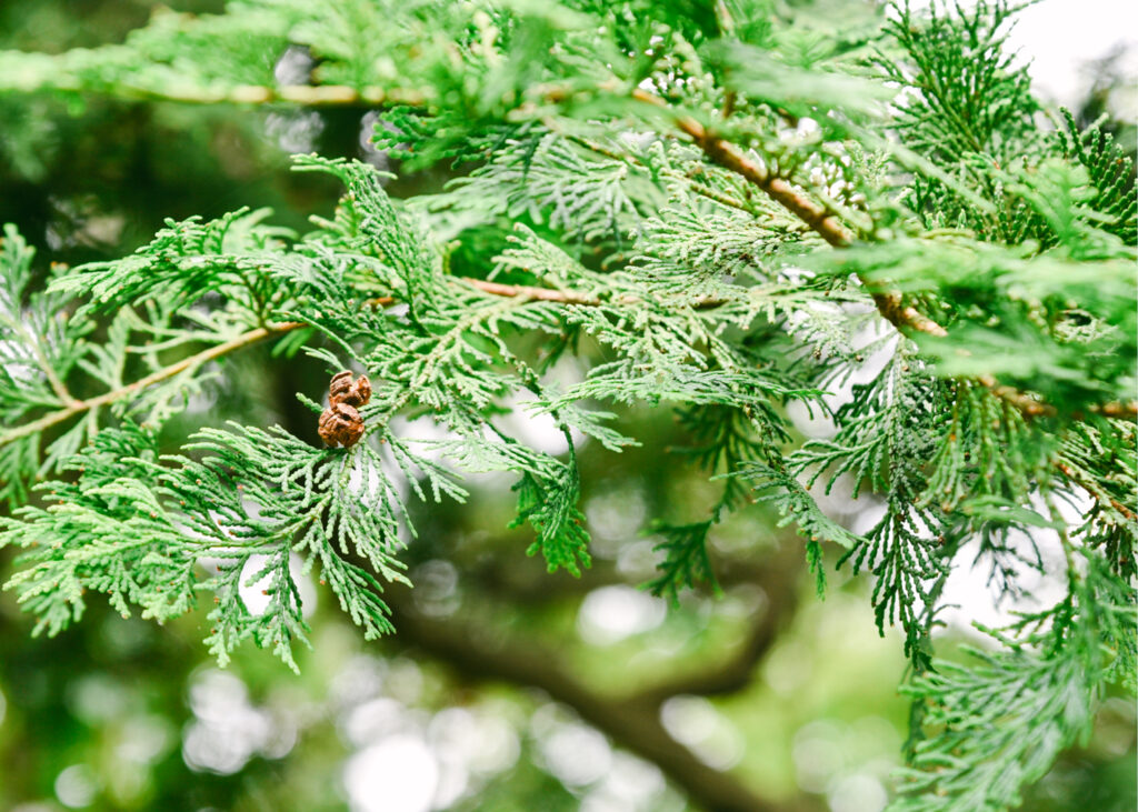 Japanese Hiba essential oil