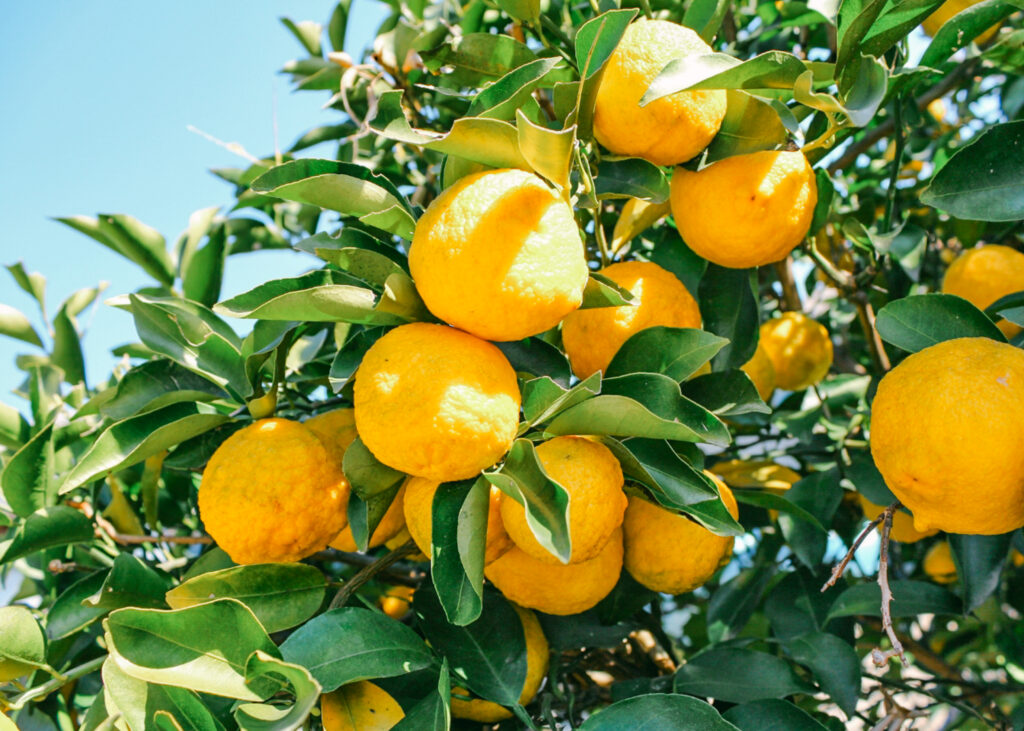Japanese yuzu essential oil