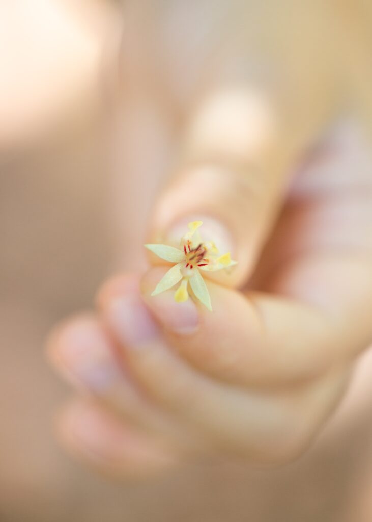 tiny cacao chocolate flower at kia farm Maui
