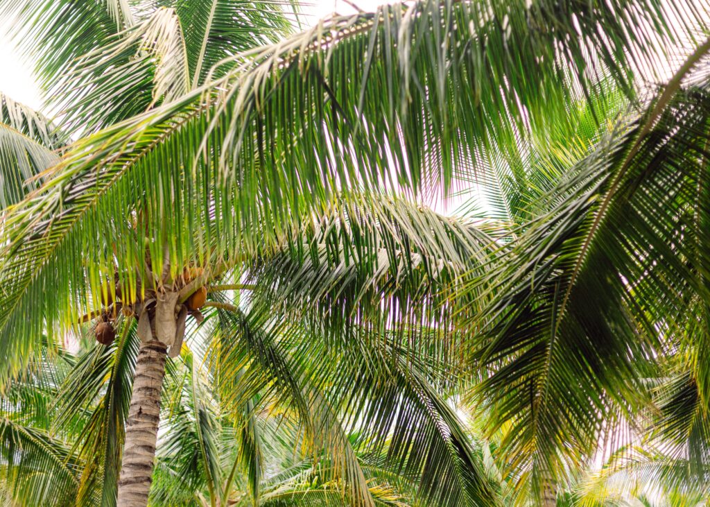 Punakea Farm Tour Maui