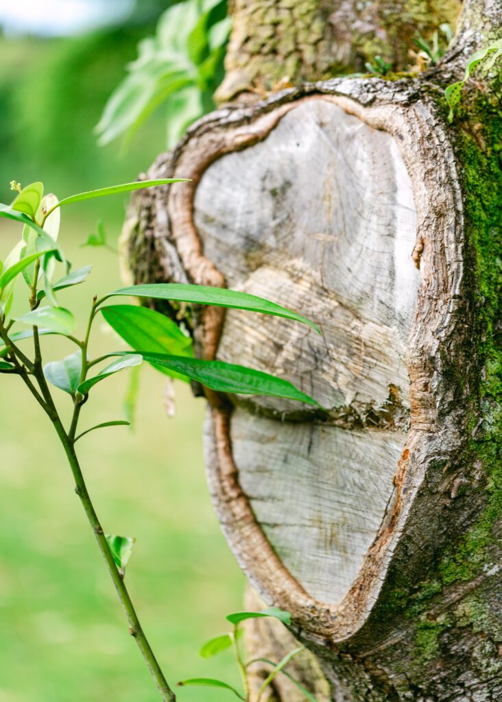 cinnamon bark tree 