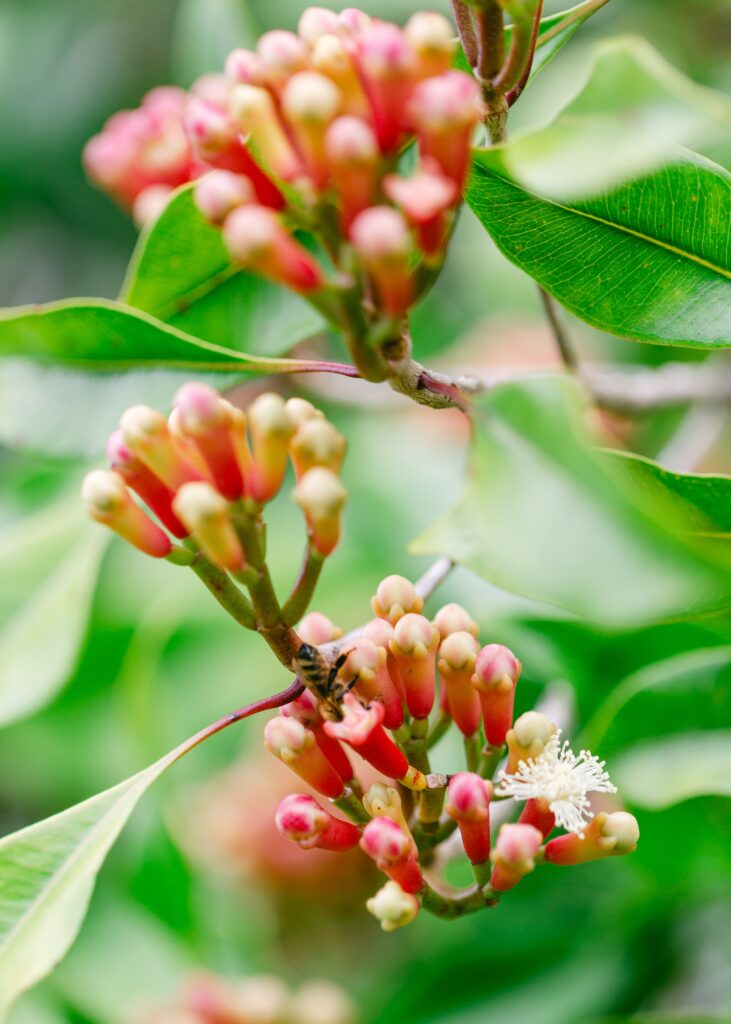 clove tree in bloom on hawaii
