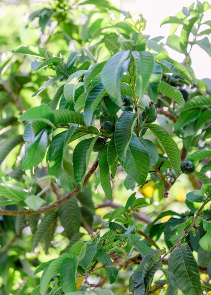 guava exotic fruit guide hawaii