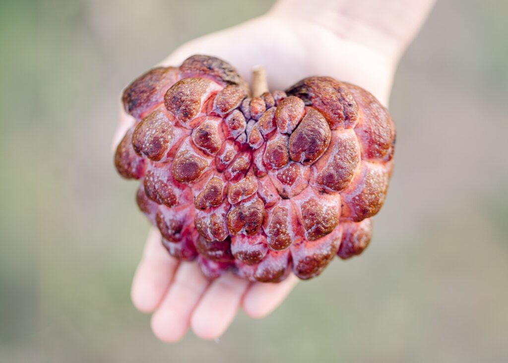 rare exotic fruit hawaii cherimoya season