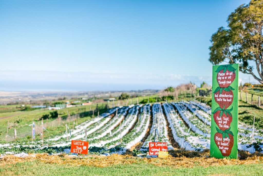 kula country farms strawberry patch february