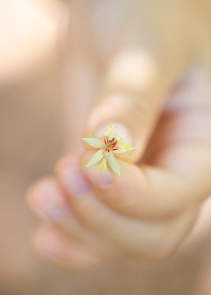 cacao chocolate flower season