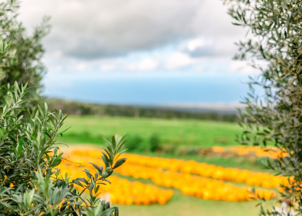 maui pumpkin patch venue kula