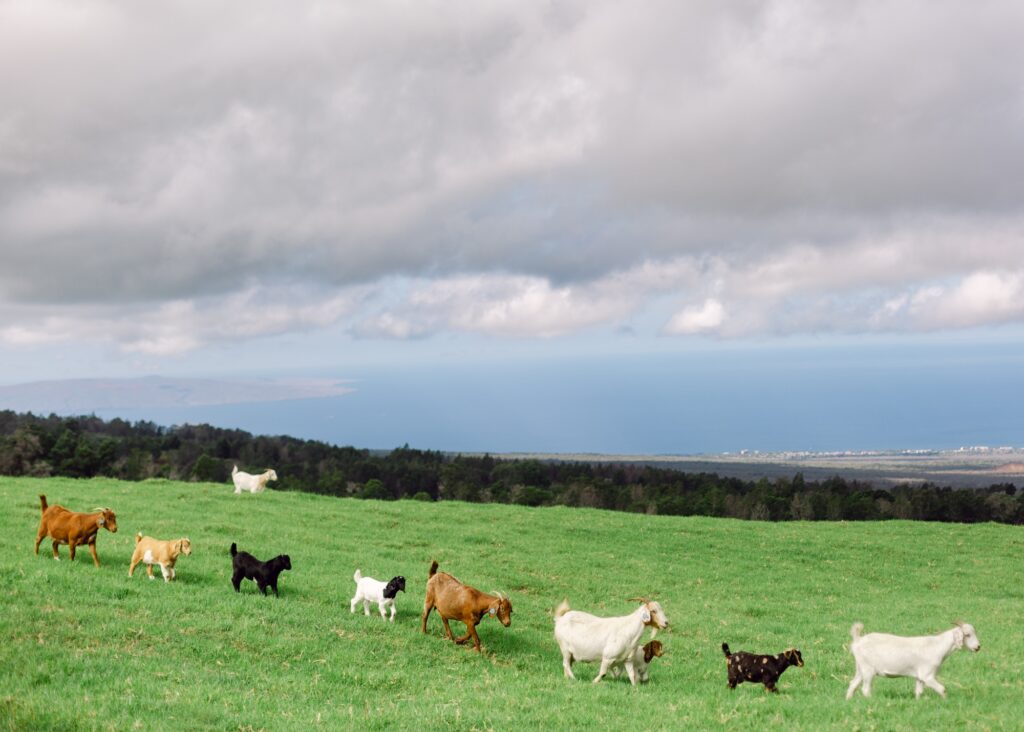kula country farms venue