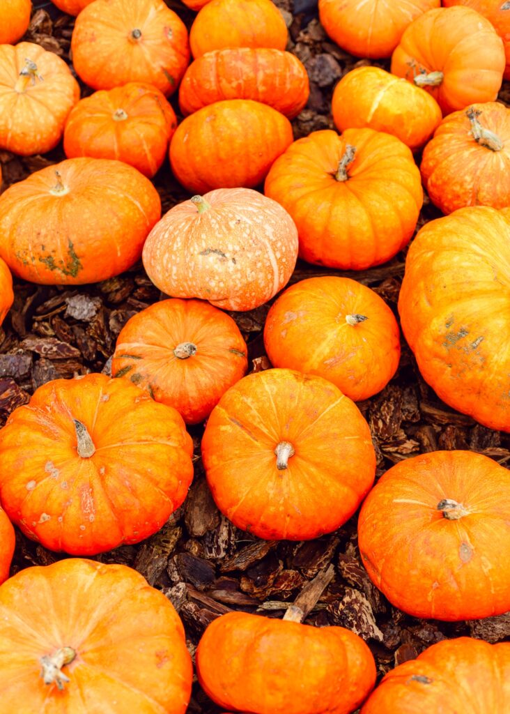 kula country farms pumpkin patch