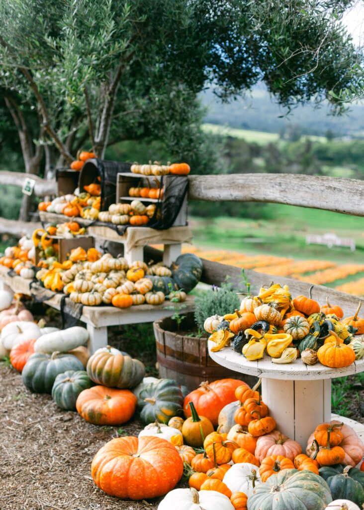 maui pumpkin patch kula country farms