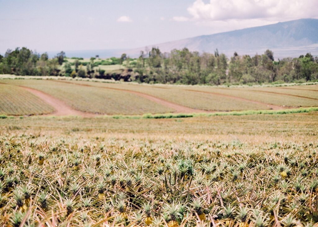 maui gold pineapple farm tour