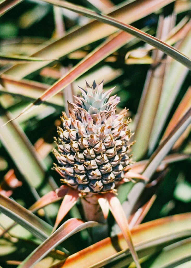 baby pineapple at maui gold pineapple farm tour