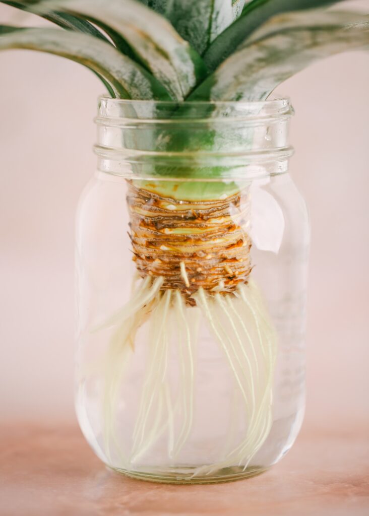 propagating pineapple plants