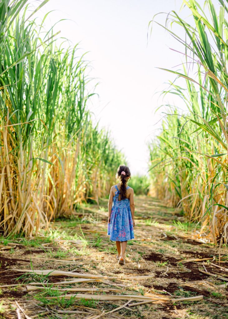 maui ocean vodka sugarcane farm