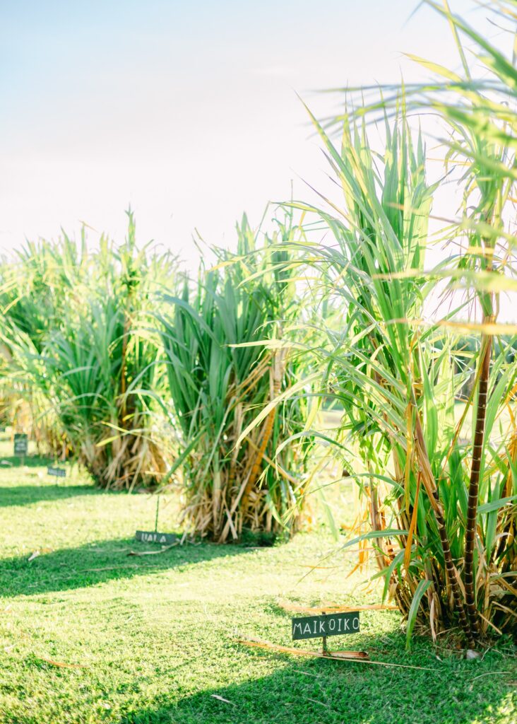 maui ocean vodka sugarcane 