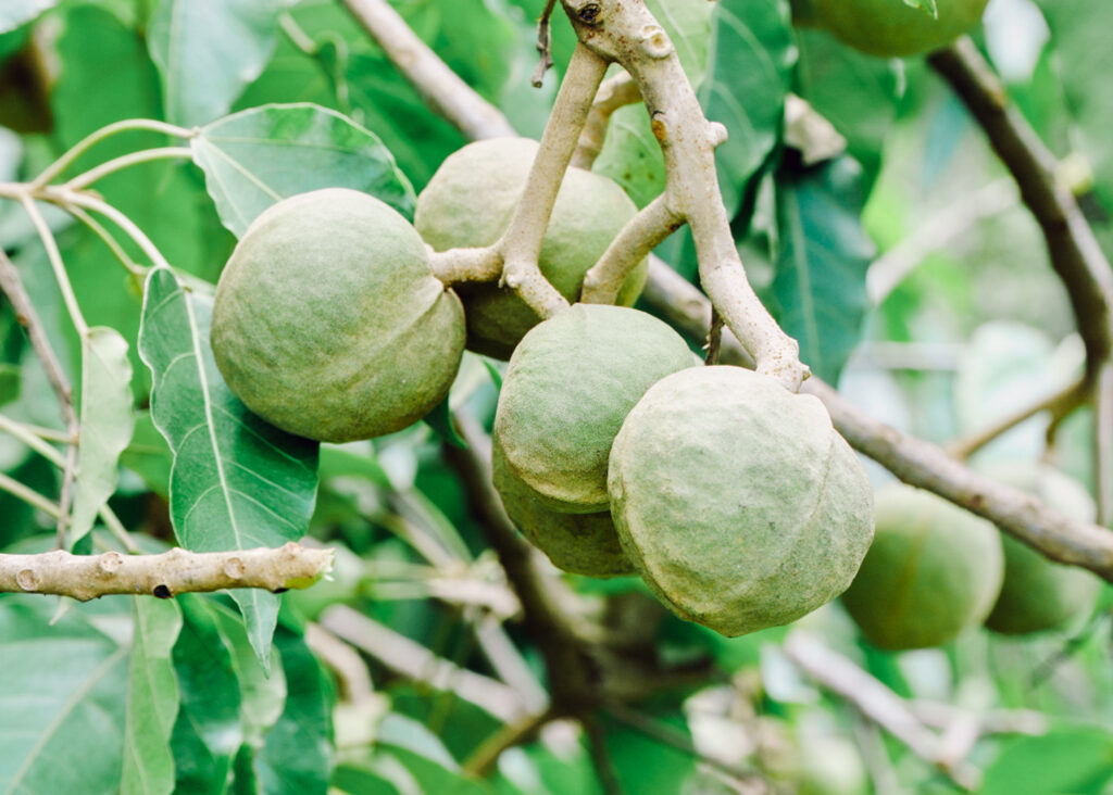 Hawaiian Beauty Ingredients Secret Kukui Nut Oil