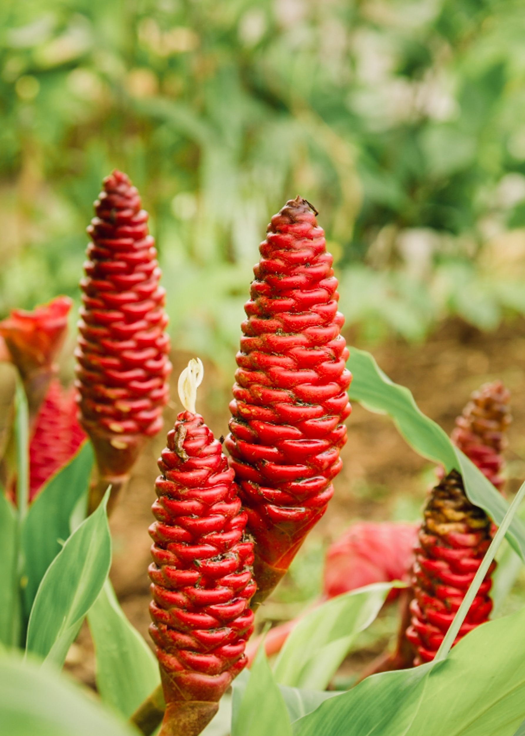 Hawaiian Beauty Ingredients & Secrets Awapuhi