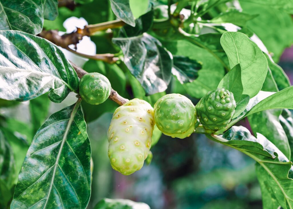 Hawaiian Beauty Ingredients & Secrets  Noni