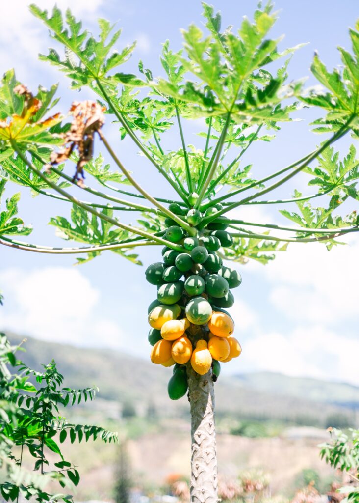 papaya exotic fruit guide hawaii